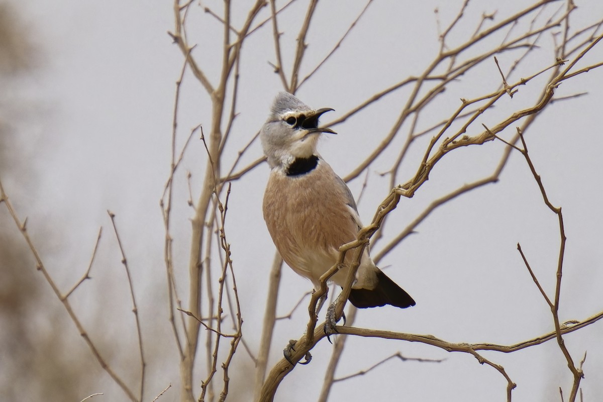 Turkestan Ground-Jay - ML620129518