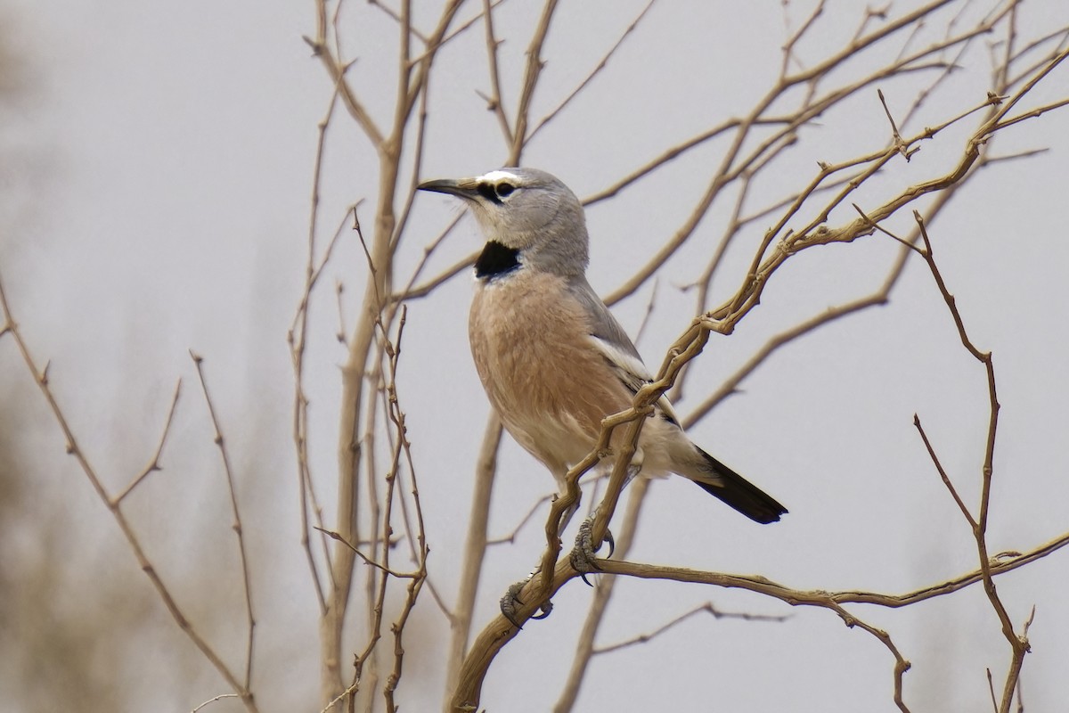 Turkestan Ground-Jay - ML620129519