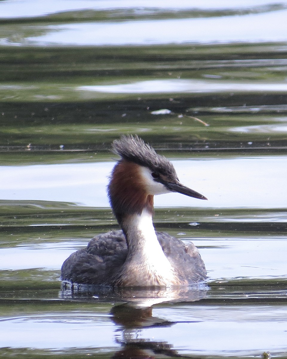 Great Crested Grebe - Noel Ward