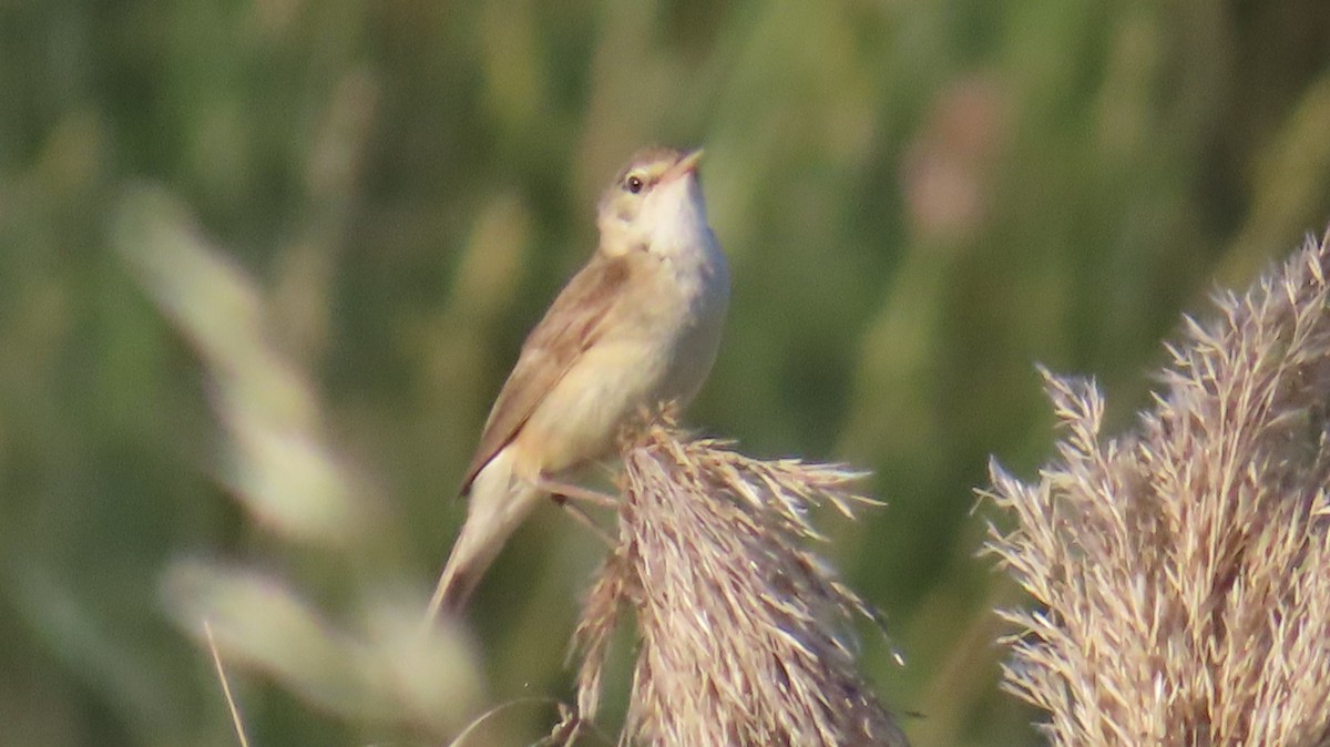 Common Reed Warbler - ML620129542