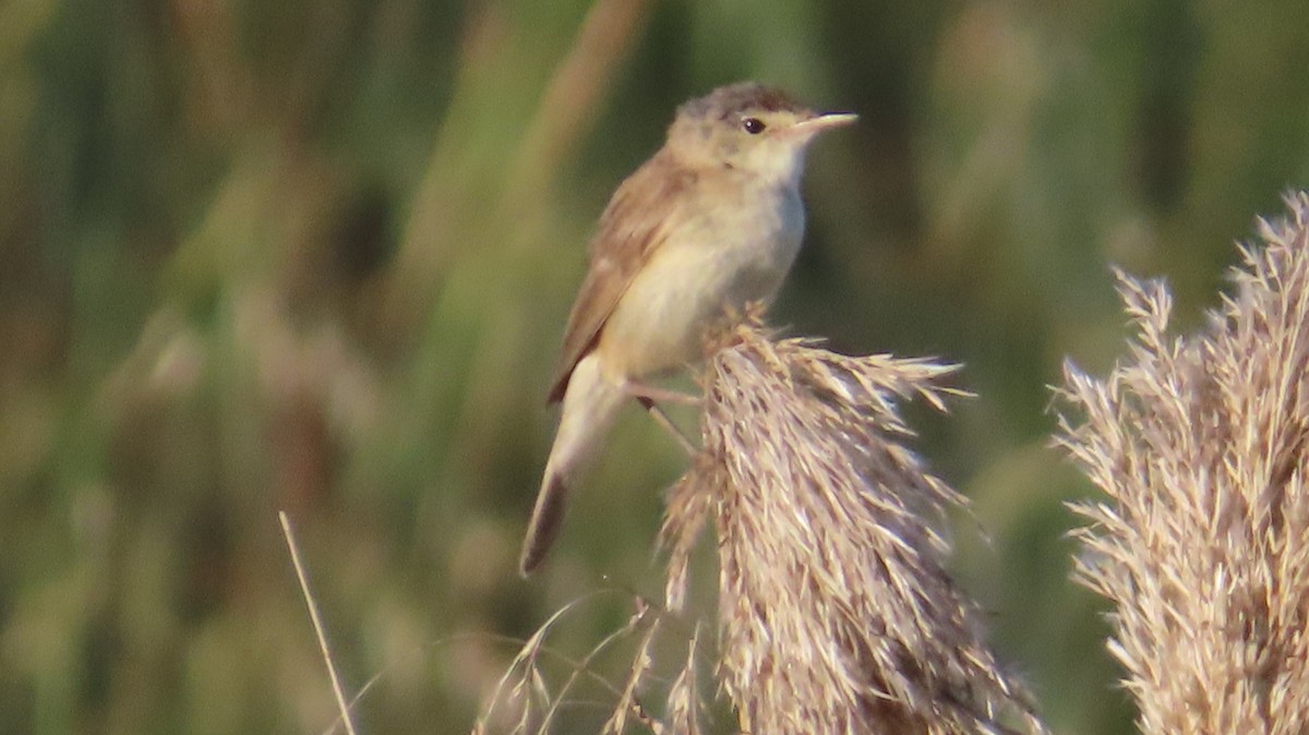 Common Reed Warbler - ML620129543