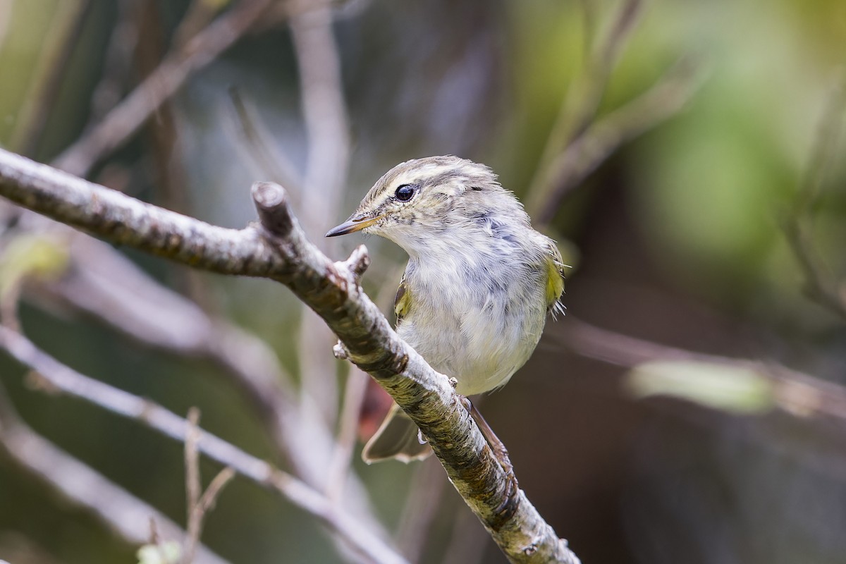 Yellow-browed Warbler - ML620129560