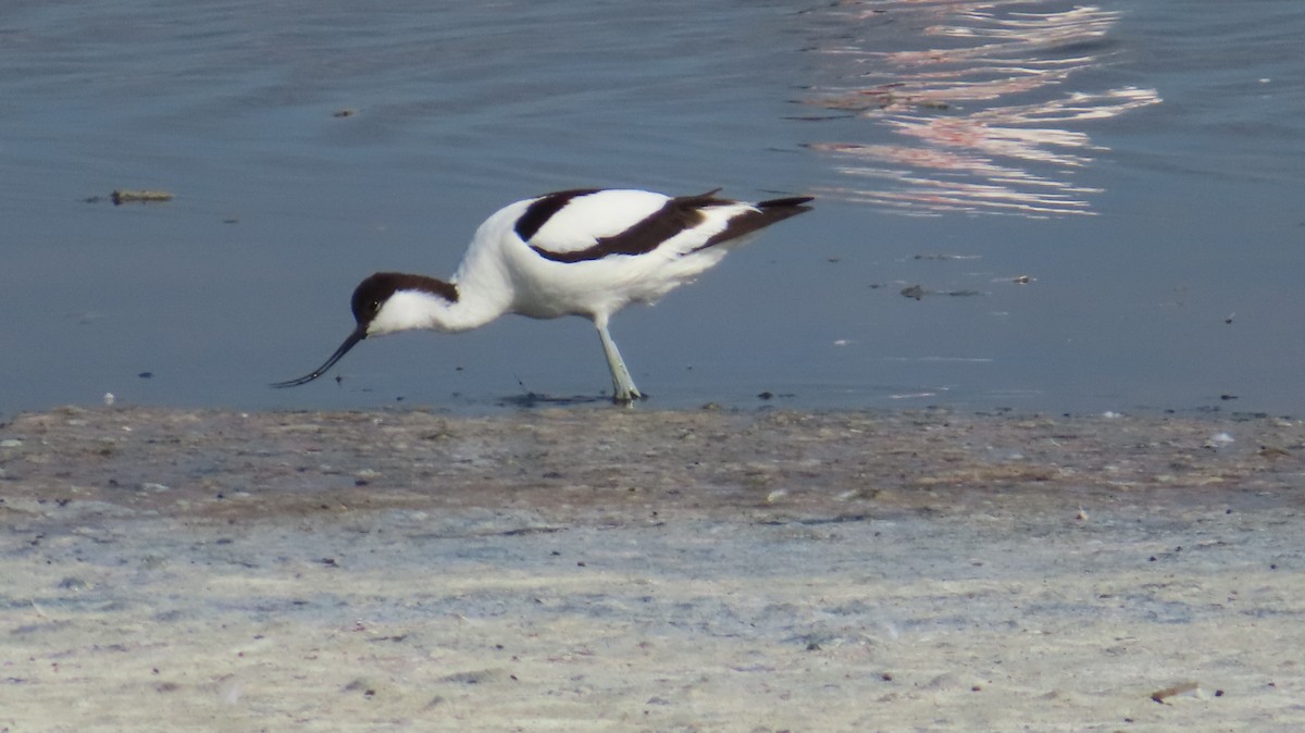 Avocette élégante - ML620129581