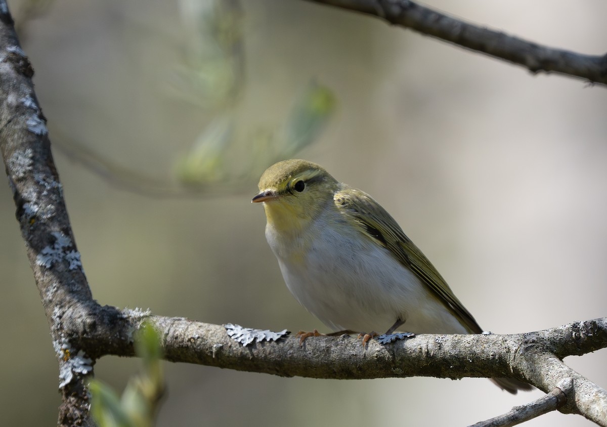 Wood Warbler - ML620129597