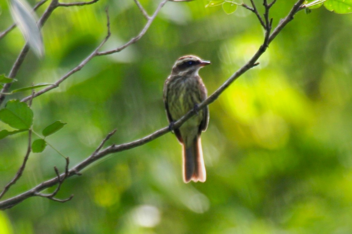 Variegated Flycatcher - ML620129604