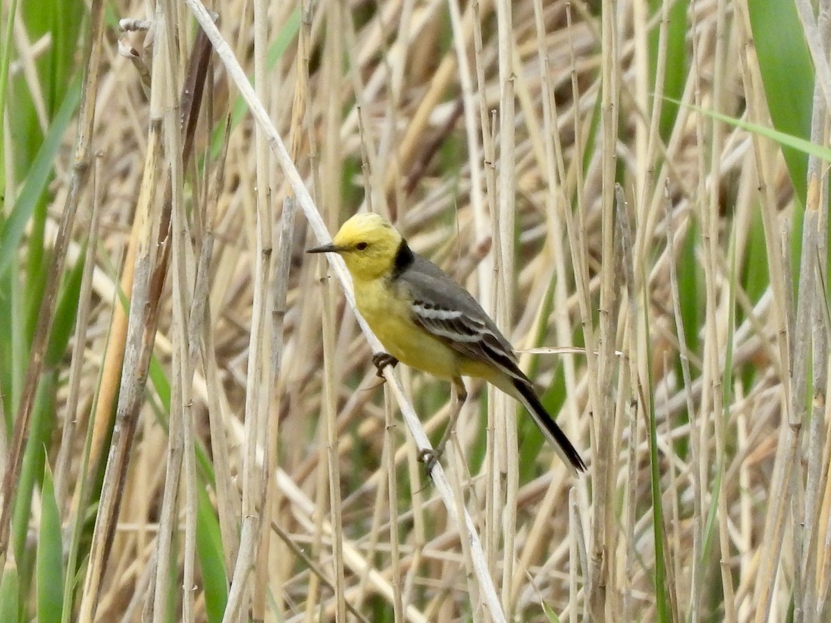 Citrine Wagtail - Kathleen Coyle