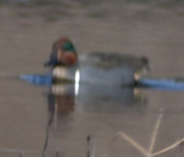 Green-winged Teal - ML620129614