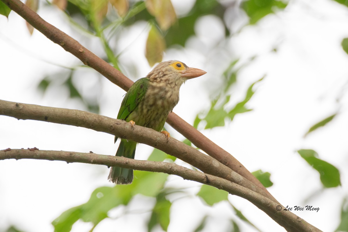 Lineated Barbet - ML620129638