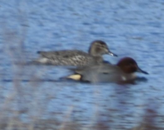 Green-winged Teal - ML620129640