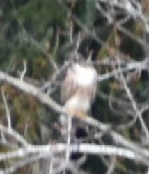 Red-tailed Hawk - ML620129643