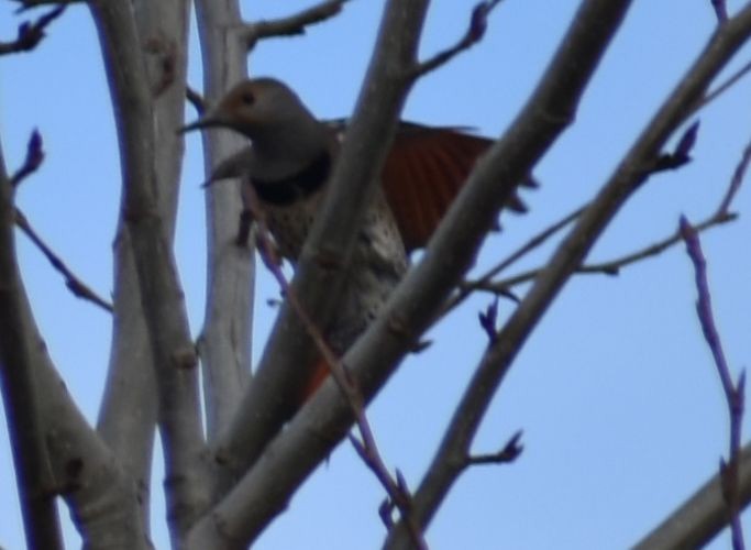 Northern Flicker (Red-shafted) - ML620129651