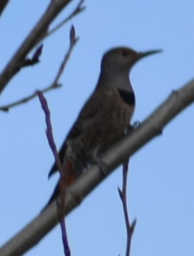 Northern Flicker (Red-shafted) - ML620129652