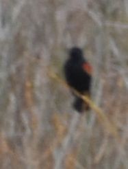 Red-winged Blackbird - ML620129662