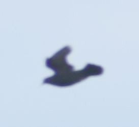 Rock Pigeon (Feral Pigeon) - ML620129672