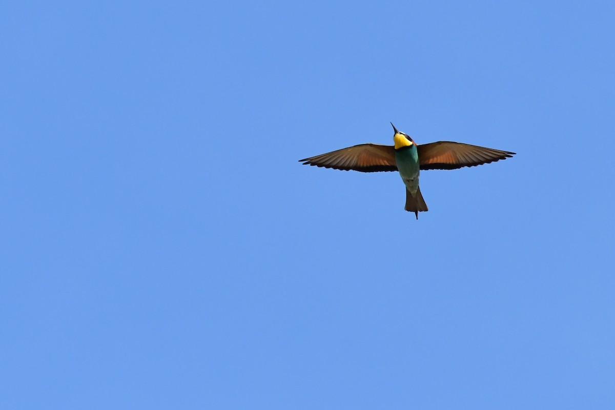 European Bee-eater - ML620129701