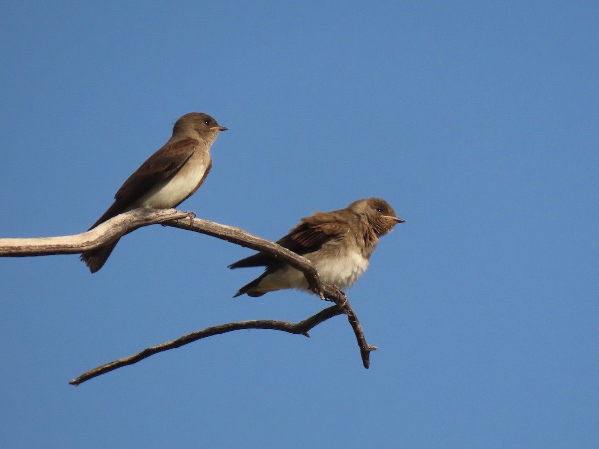 Northern Rough-winged Swallow - ML620129706