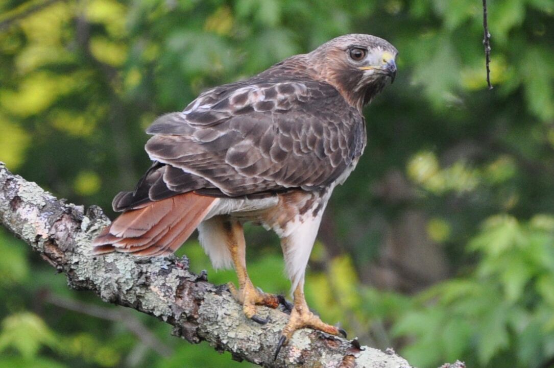 Red-tailed Hawk - ML620129708