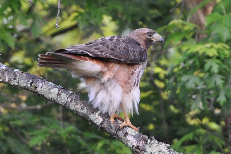 Red-tailed Hawk - ML620129710