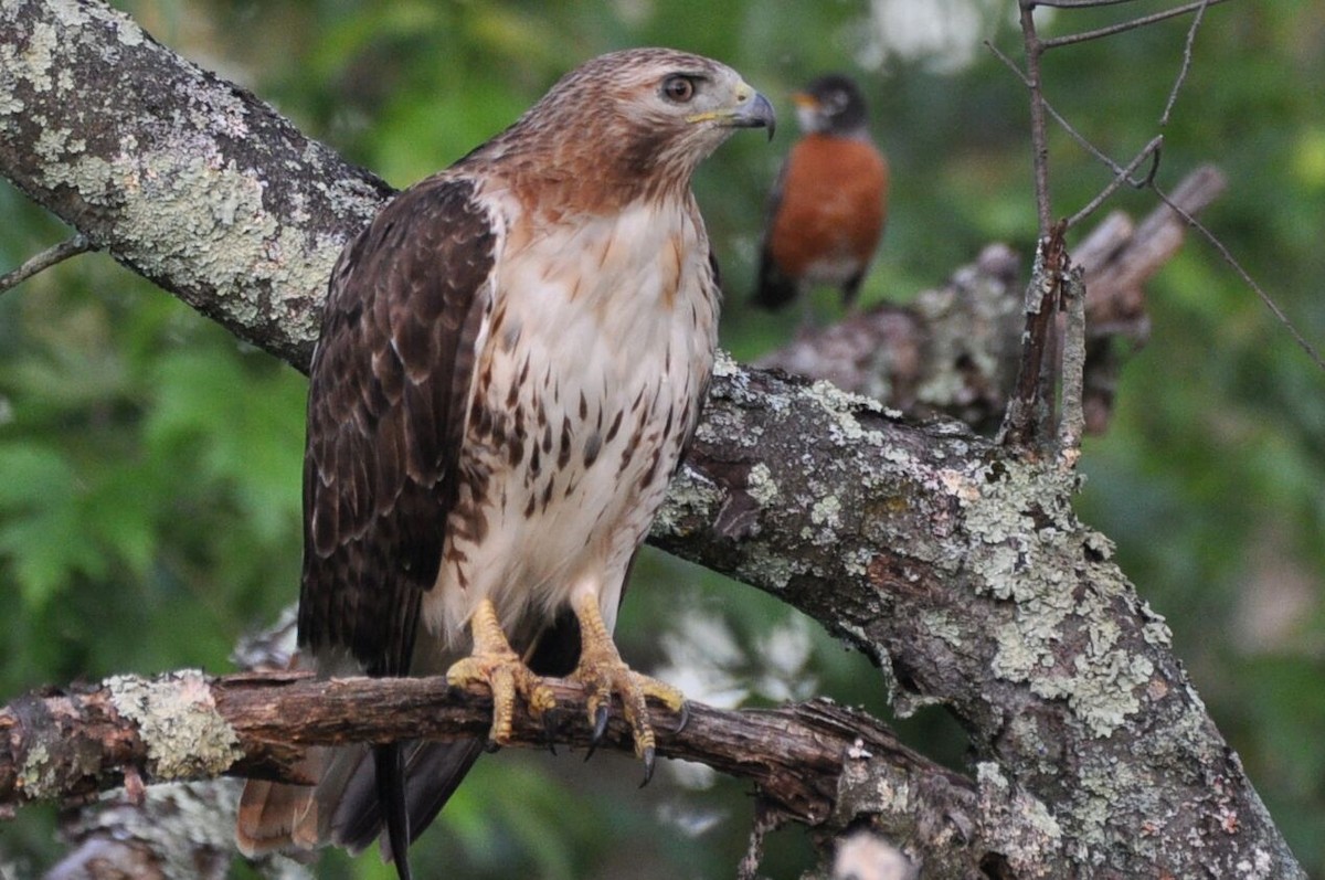Red-tailed Hawk - ML620129711