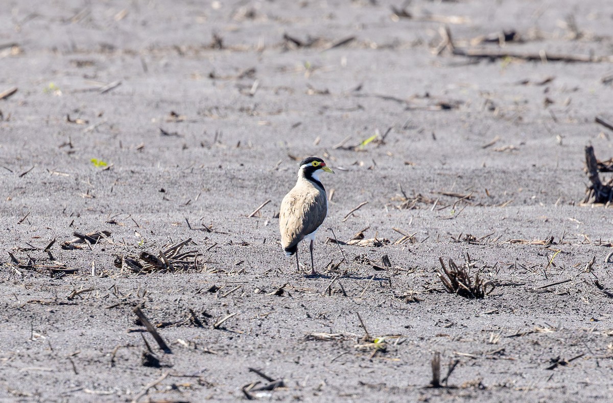 Banded Lapwing - ML620129718