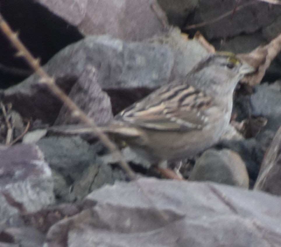 Golden-crowned Sparrow - ML620129734