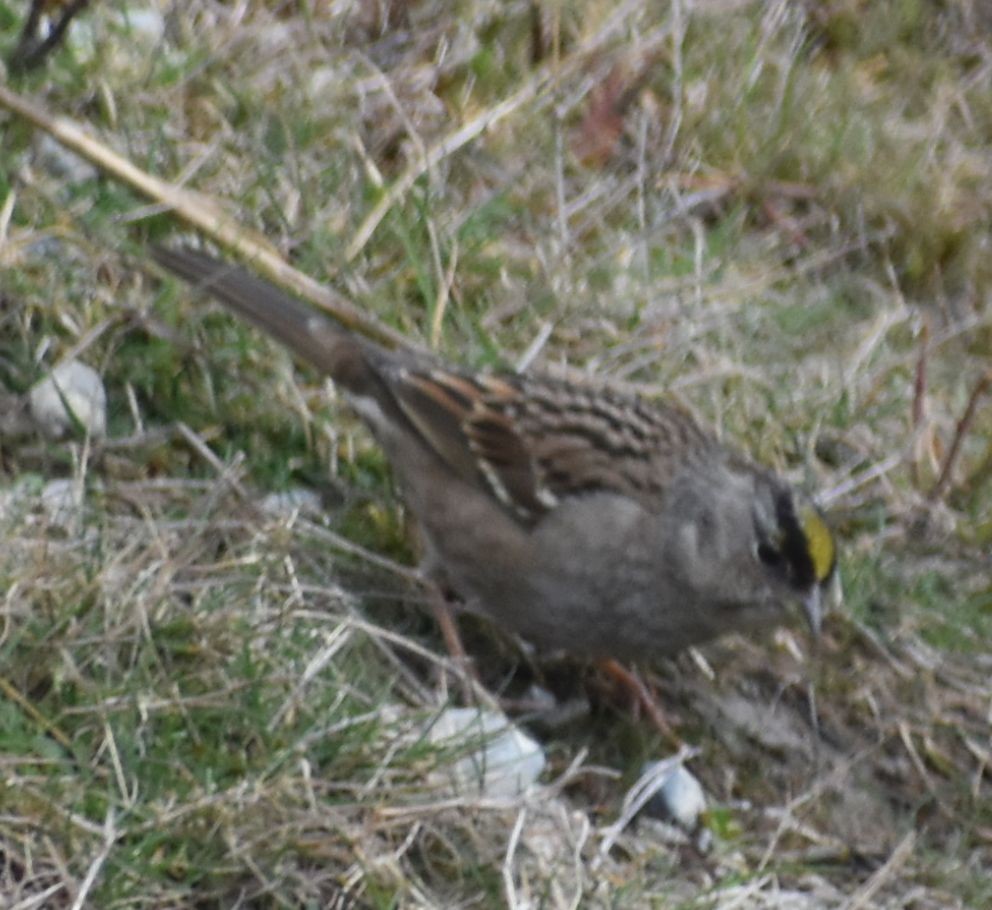 Golden-crowned Sparrow - ML620129735