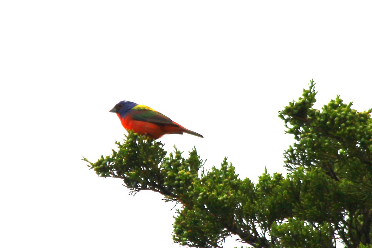 Painted Bunting - ML620129749