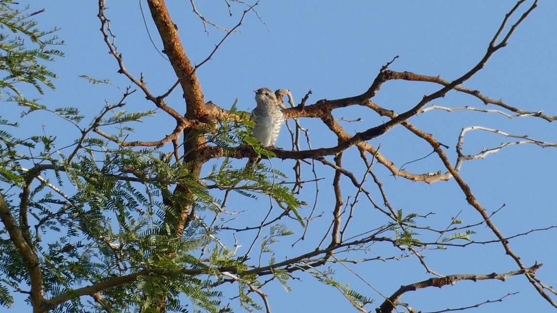 Horsfield's Bronze-Cuckoo - ML620129750