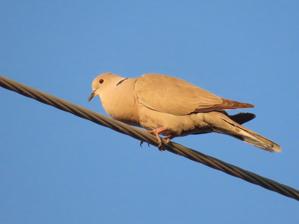 Eurasian Collared-Dove - ML620129772