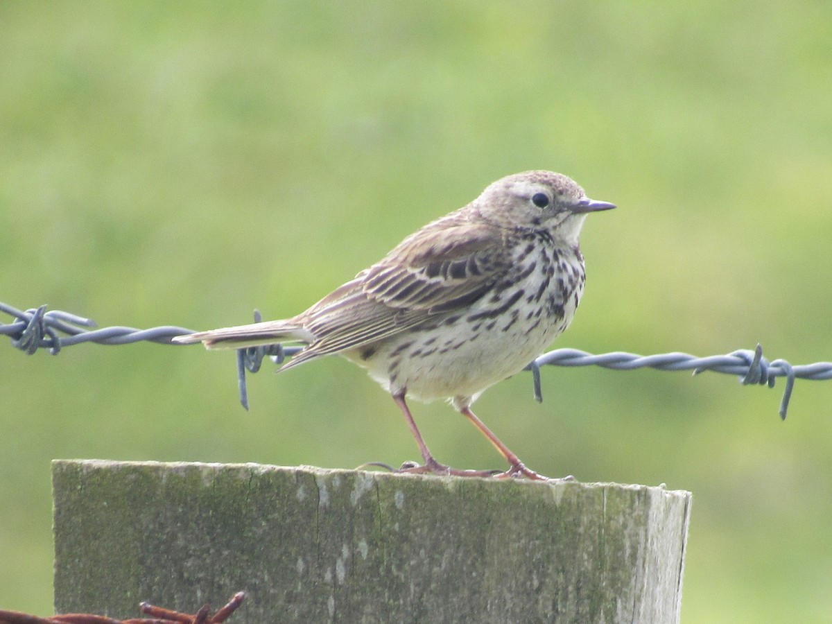 Meadow Pipit - ML620129774