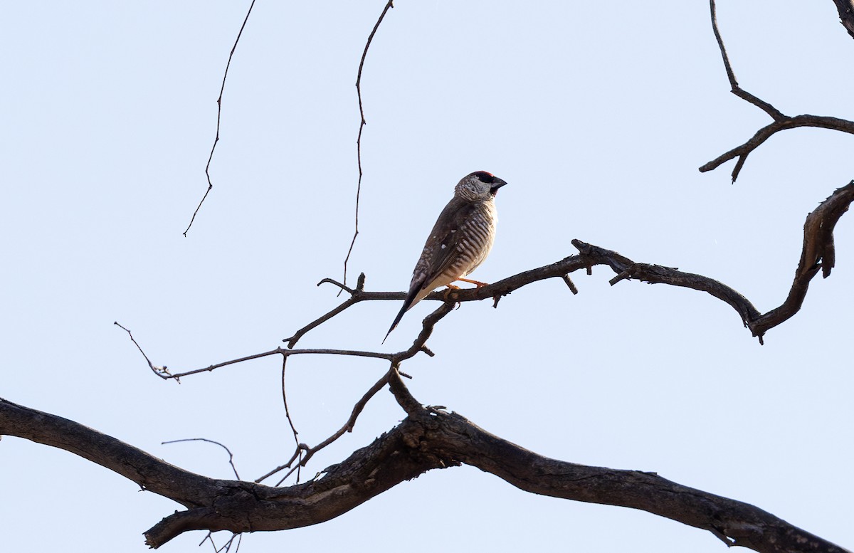 Plum-headed Finch - ML620129775