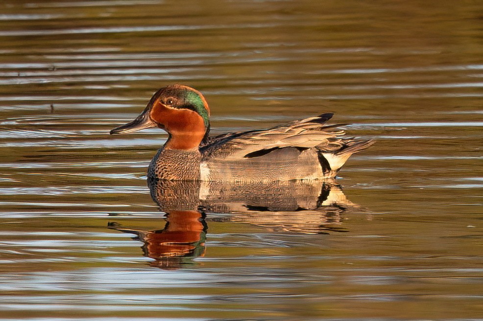 Green-winged Teal - ML620129784