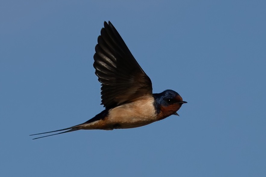 Barn Swallow - ML620129786