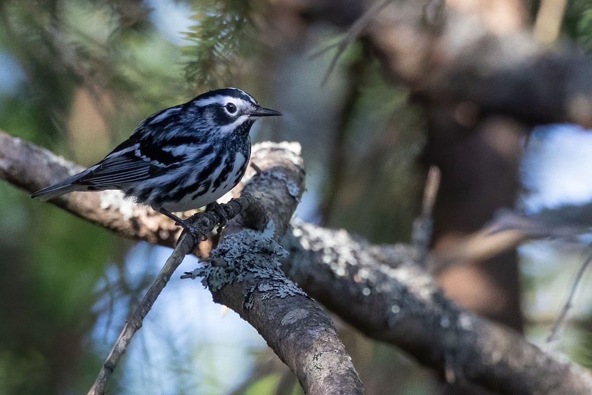 Black-and-white Warbler - ML620129788