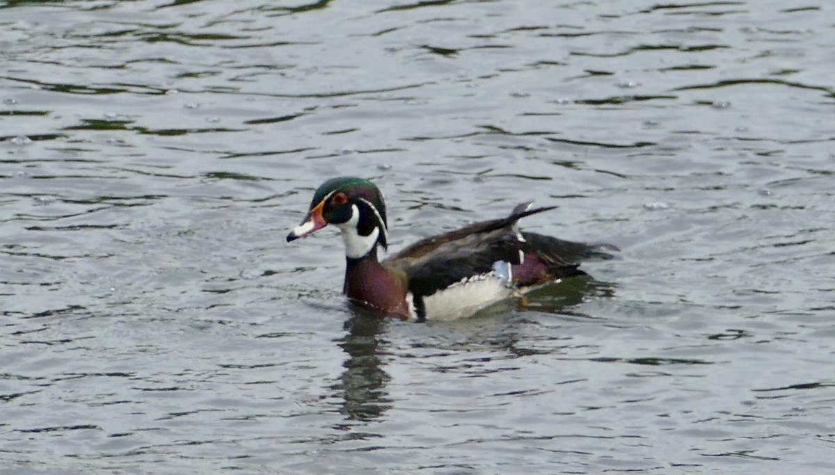 Wood Duck - ML620129804