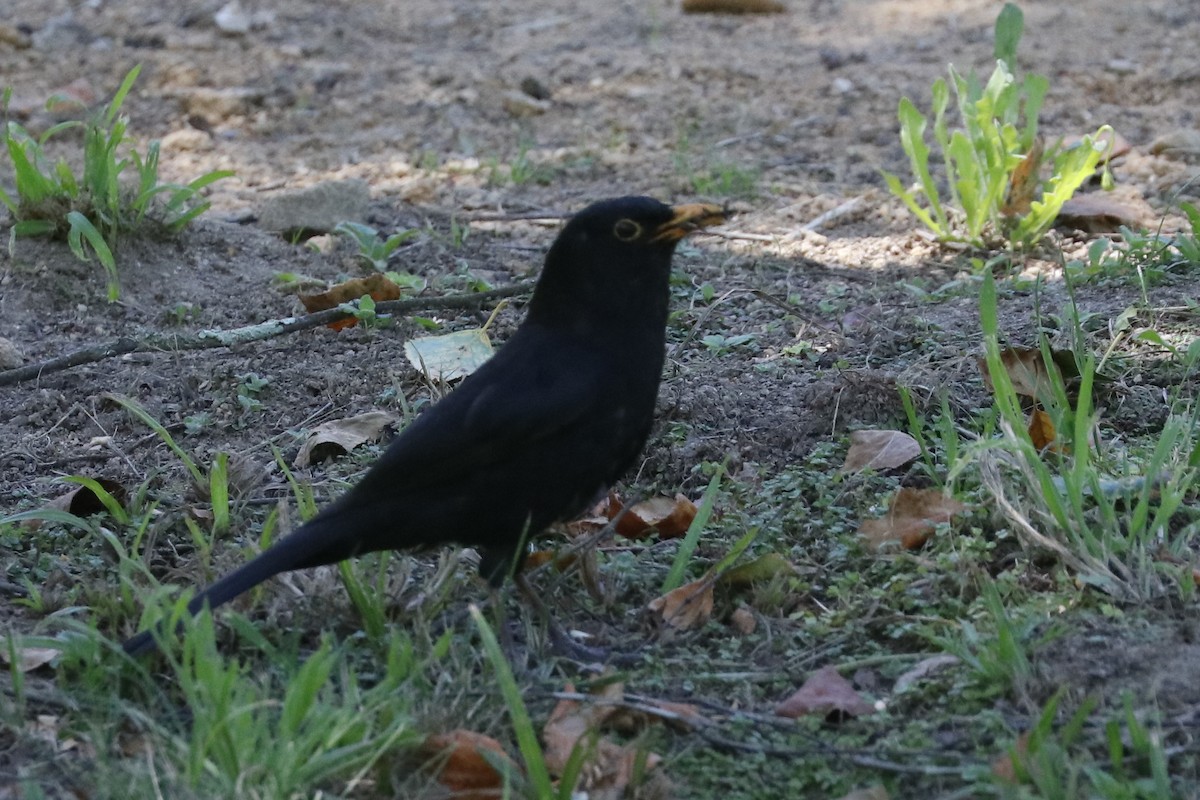Eurasian Blackbird - ML620129819