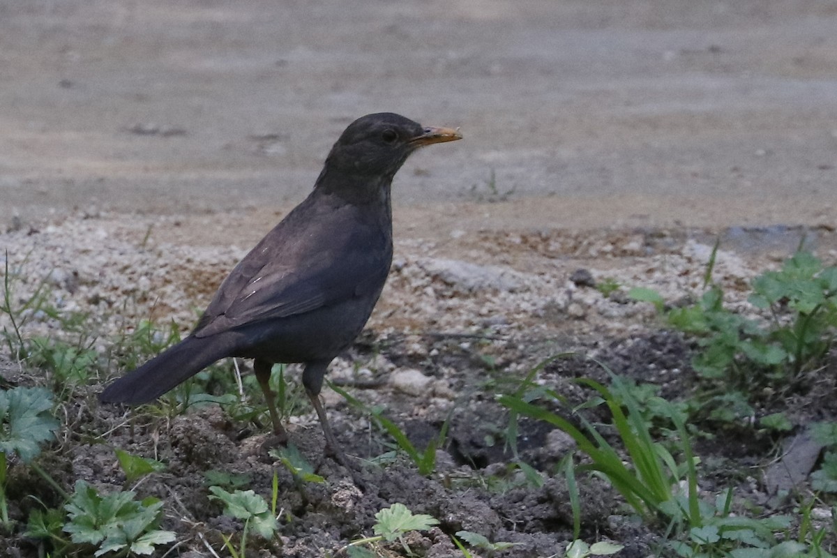 Eurasian Blackbird - ML620129820
