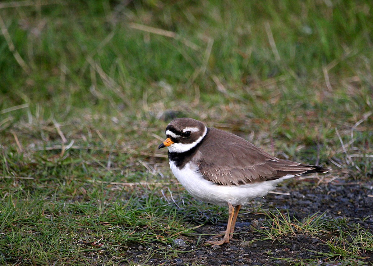 Common Ringed Plover - ML620129821