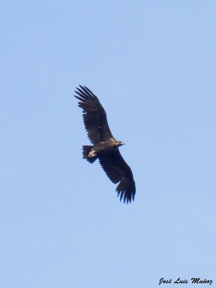 Cinereous Vulture - ML620129823