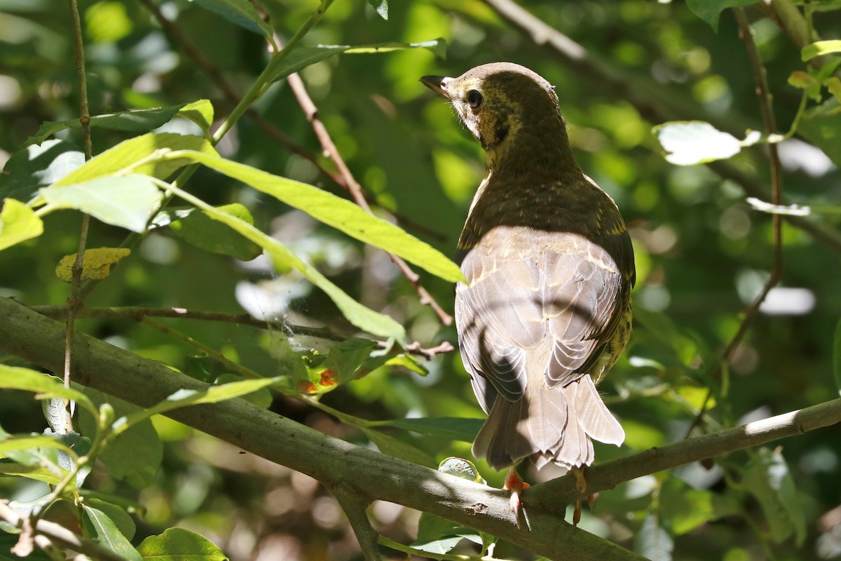 Song Thrush - ML620129826