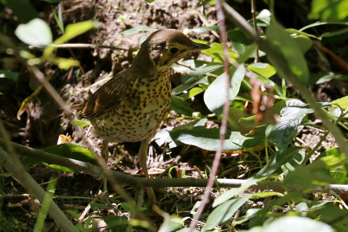 Song Thrush - ML620129828