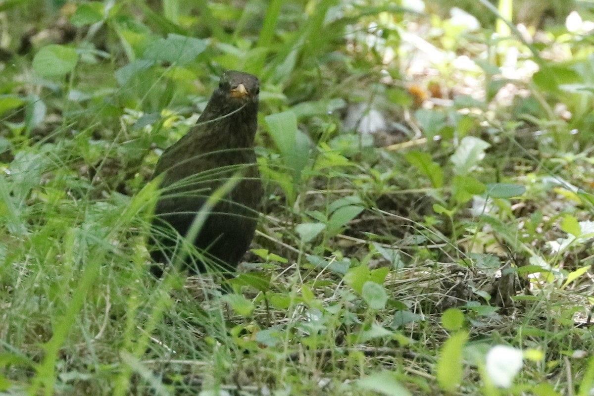 Eurasian Blackbird - ML620129830