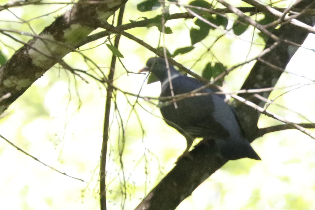 Common Wood-Pigeon - ML620129831