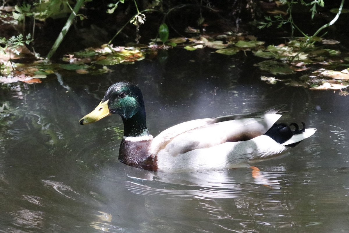 Canard colvert - ML620129832