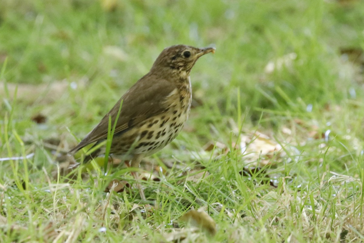 Song Thrush - ML620129834