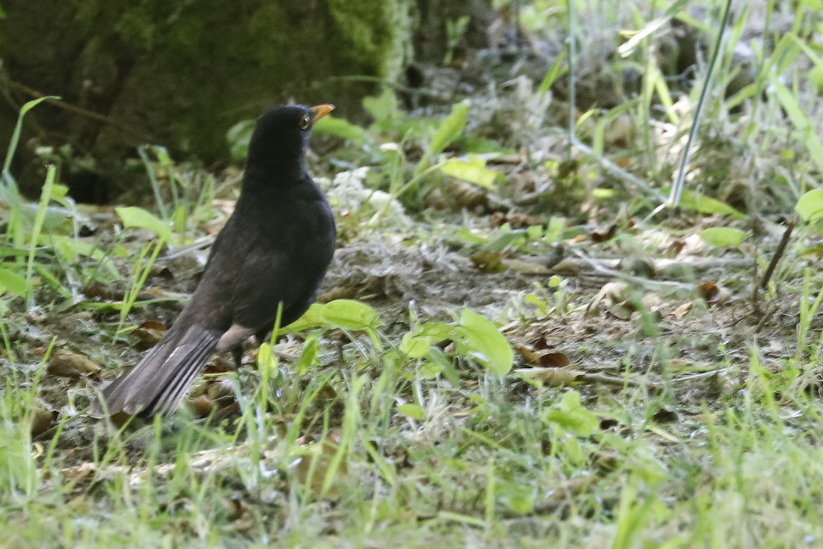 Eurasian Blackbird - ML620129837