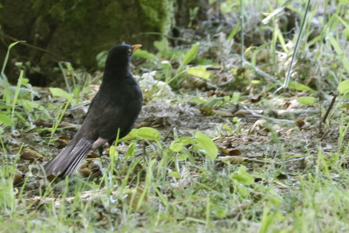 Хар хөөндэй - ML620129837