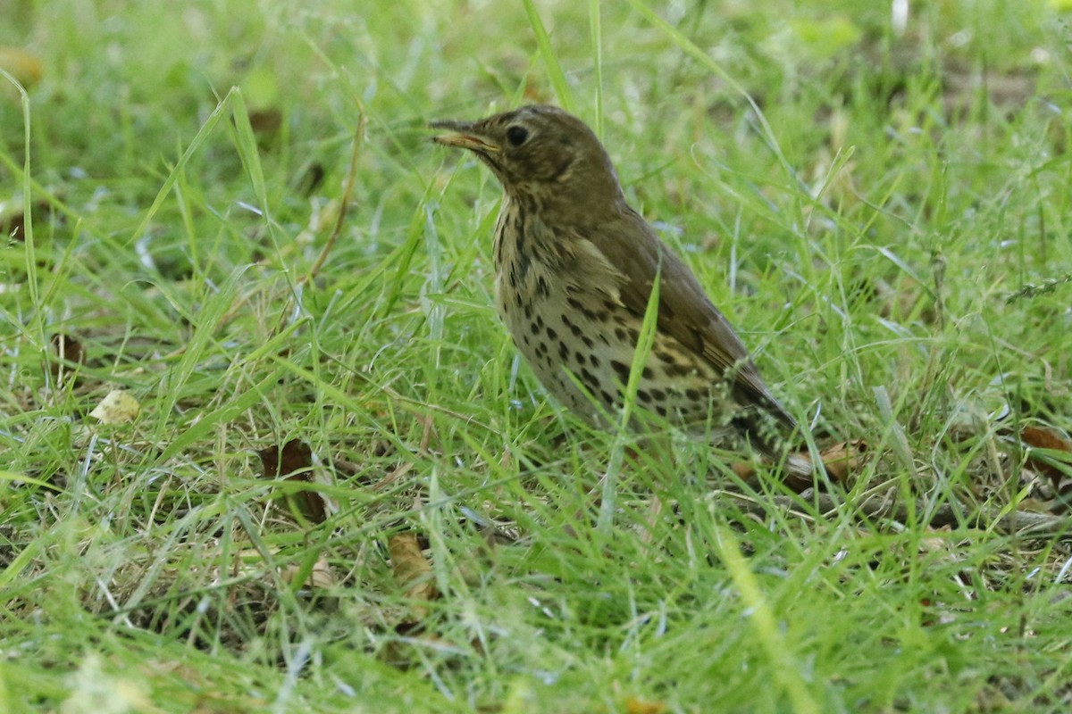 Song Thrush - ML620129838