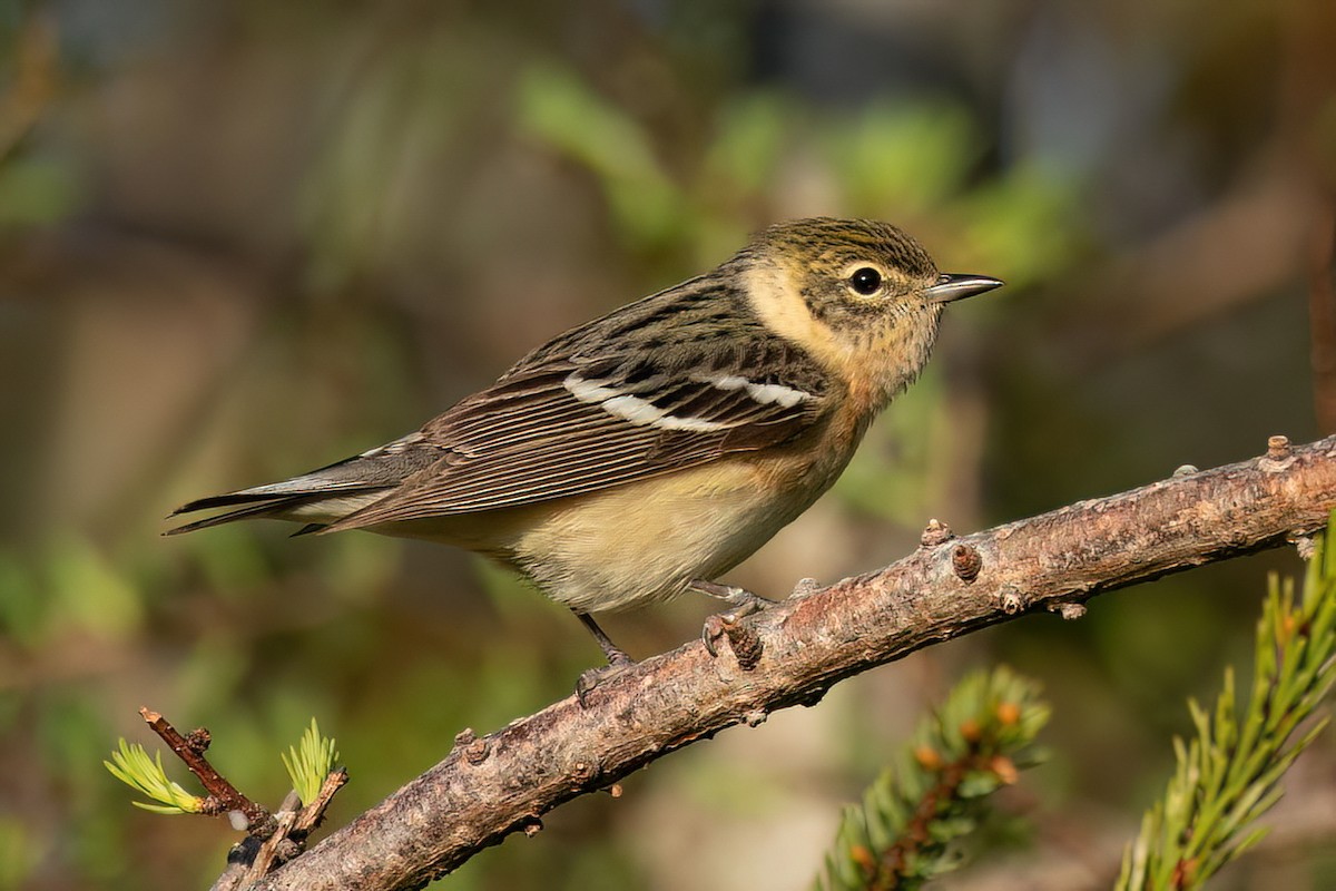 Bay-breasted Warbler - ML620129851