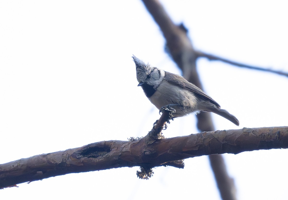 Crested Tit - ML620129858